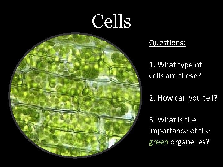 Cells Questions: 1. What type of cells are these? 2. How can you tell?