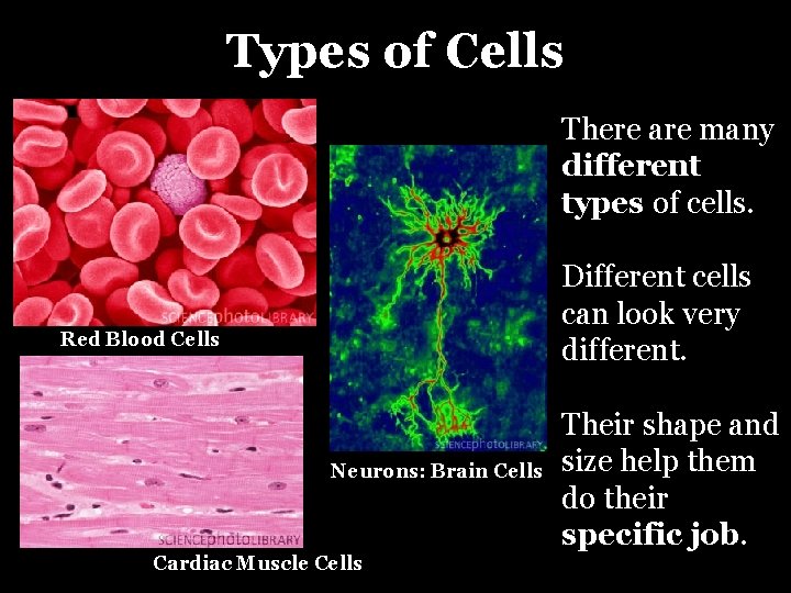 Types of Cells There are many different types of cells. Different cells can look