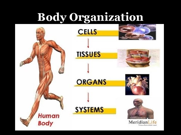 Body Organization 