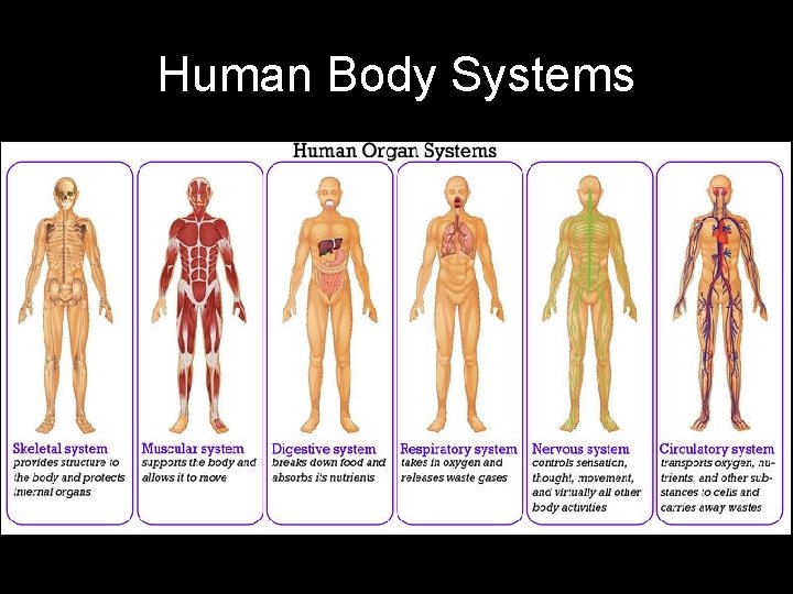 Human Body Systems 