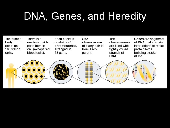 DNA, Genes, and Heredity 