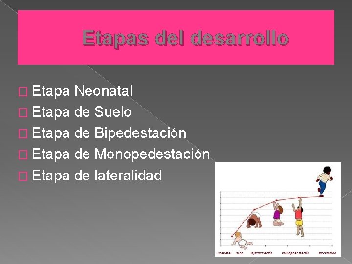 Etapas del desarrollo � Etapa Neonatal � Etapa de Suelo � Etapa de Bipedestación