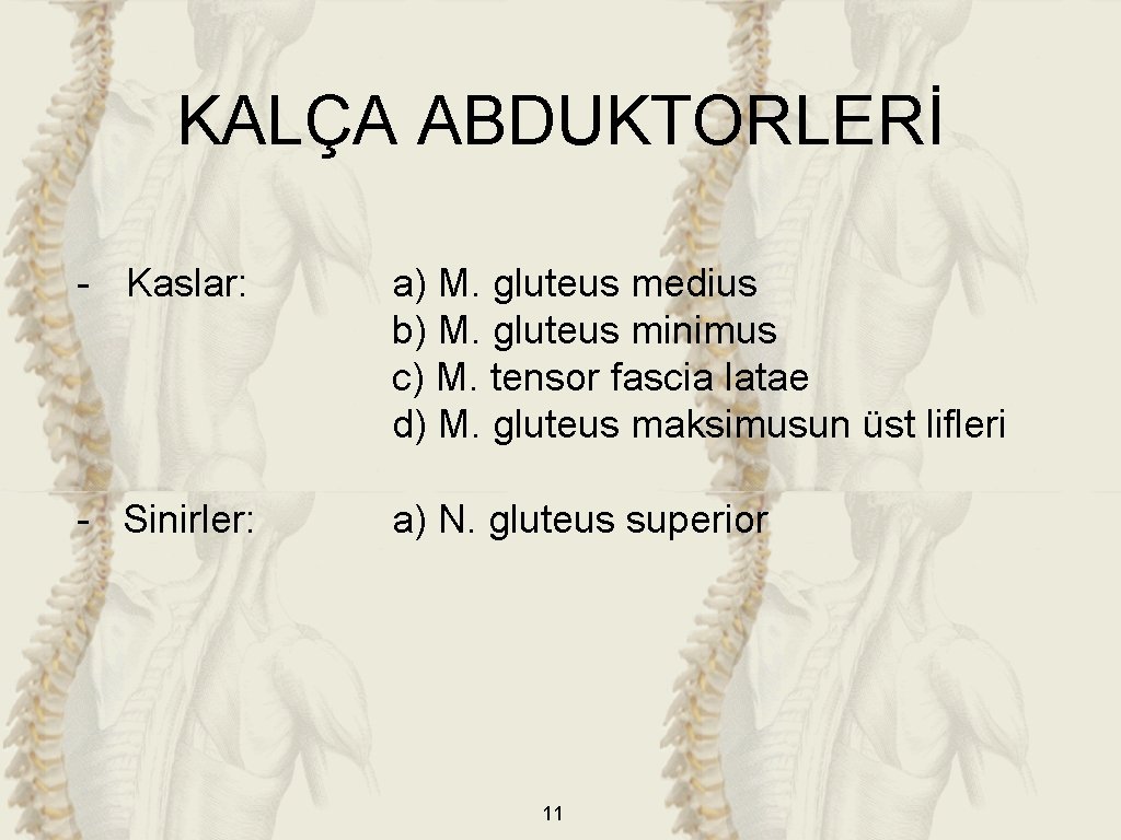 KALÇA ABDUKTORLERİ - Kaslar: a) M. gluteus medius b) M. gluteus minimus c) M.