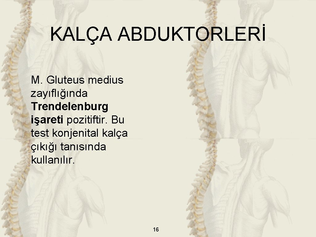 KALÇA ABDUKTORLERİ M. Gluteus medius zayıflığında Trendelenburg işareti pozitiftir. Bu test konjenital kalça çıkığı