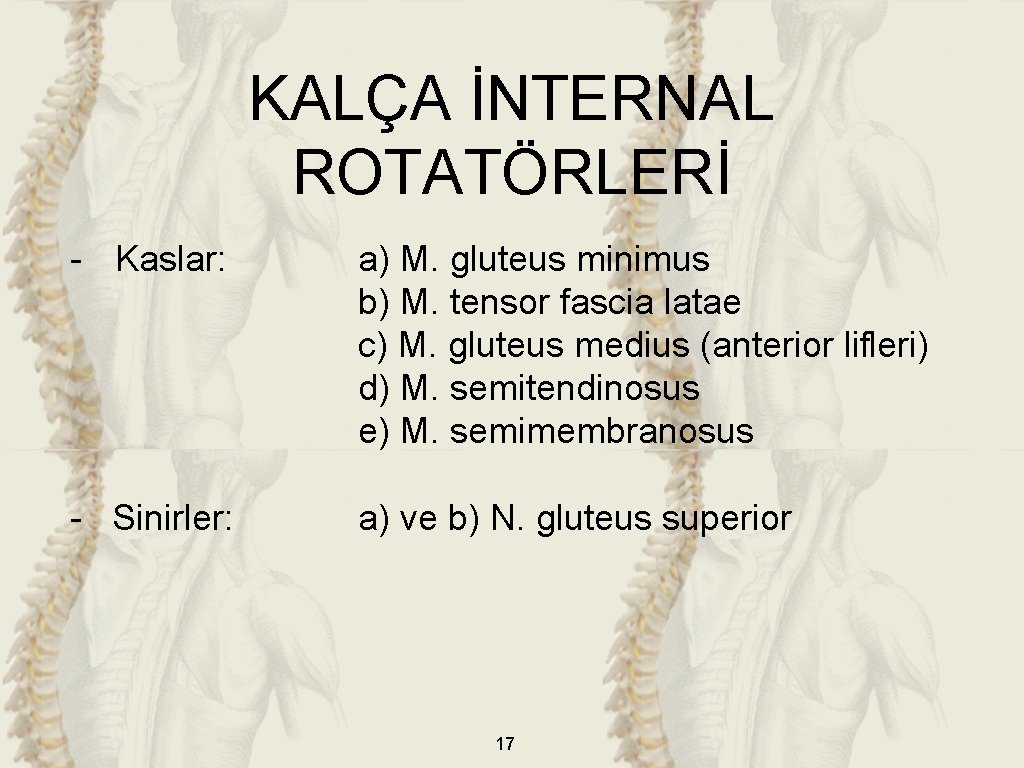 KALÇA İNTERNAL ROTATÖRLERİ - Kaslar: a) M. gluteus minimus b) M. tensor fascia latae