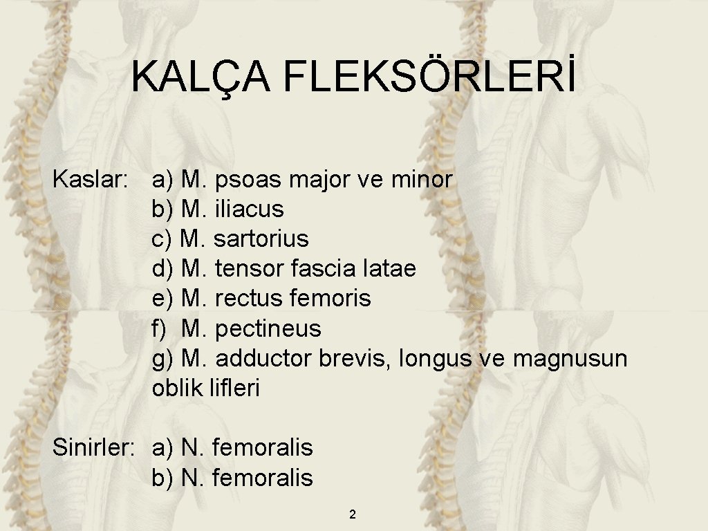 KALÇA FLEKSÖRLERİ Kaslar: a) M. psoas major ve minor b) M. iliacus c) M.