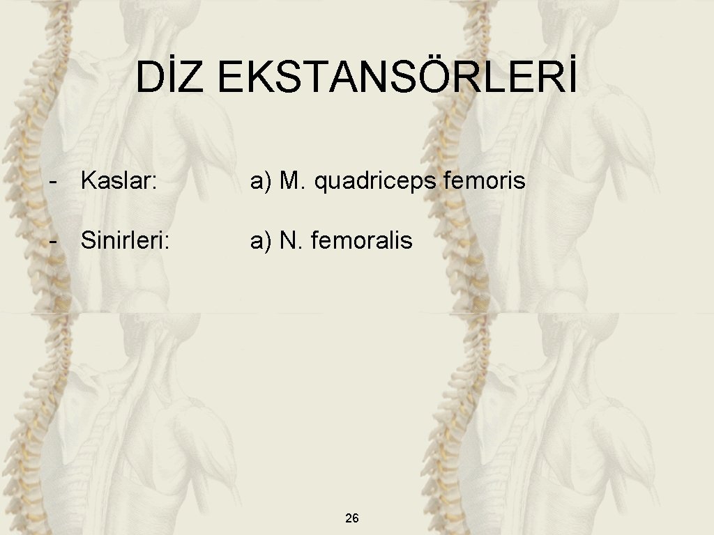DİZ EKSTANSÖRLERİ - Kaslar: a) M. quadriceps femoris - Sinirleri: a) N. femoralis 26
