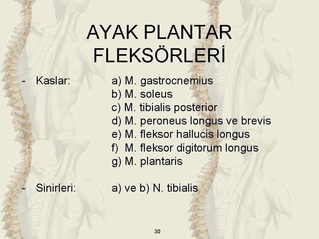 AYAK PLANTAR FLEKSÖRLERİ - Kaslar: a) M. gastrocnemius b) M. soleus c) M. tibialis