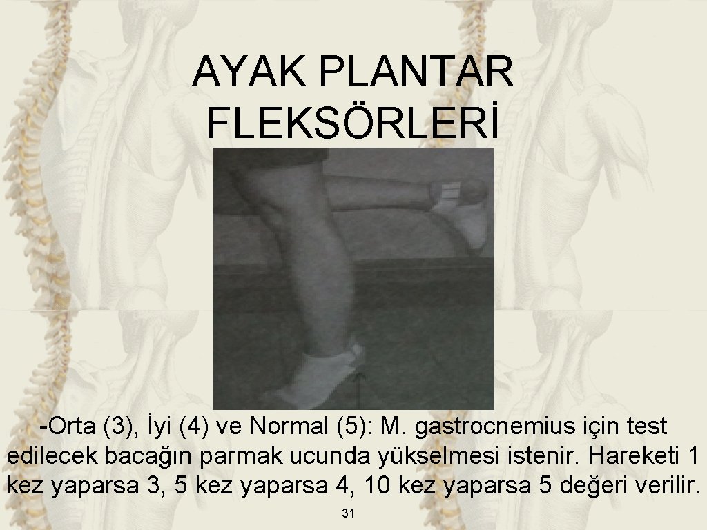 AYAK PLANTAR FLEKSÖRLERİ -Orta (3), İyi (4) ve Normal (5): M. gastrocnemius için test