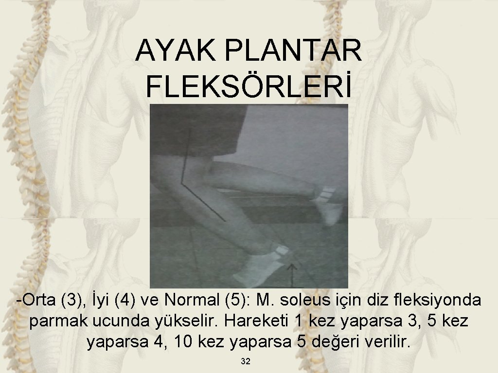 AYAK PLANTAR FLEKSÖRLERİ -Orta (3), İyi (4) ve Normal (5): M. soleus için diz
