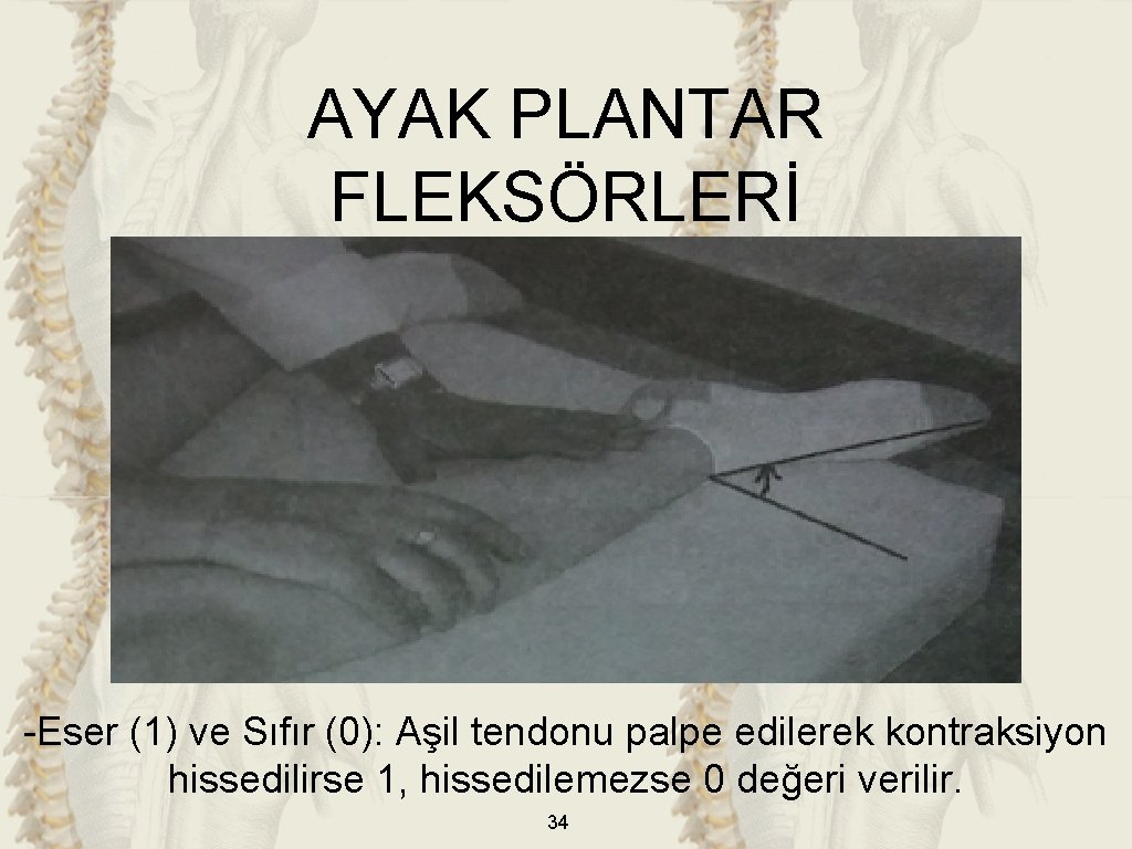 AYAK PLANTAR FLEKSÖRLERİ -Eser (1) ve Sıfır (0): Aşil tendonu palpe edilerek kontraksiyon hissedilirse