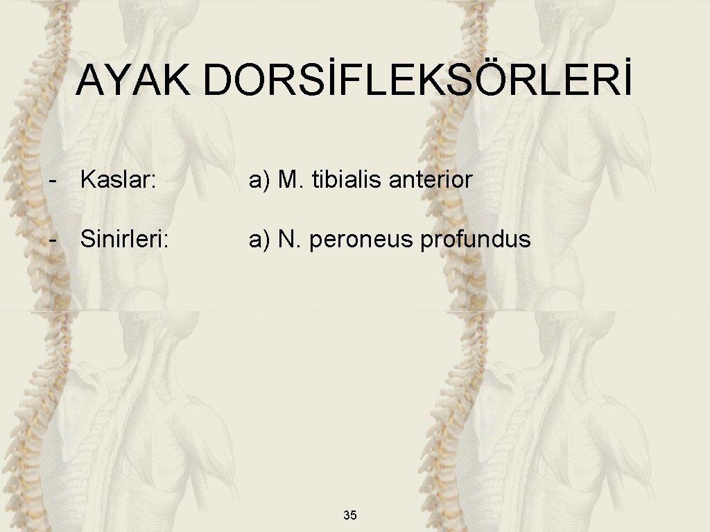 AYAK DORSİFLEKSÖRLERİ - Kaslar: a) M. tibialis anterior - Sinirleri: a) N. peroneus profundus