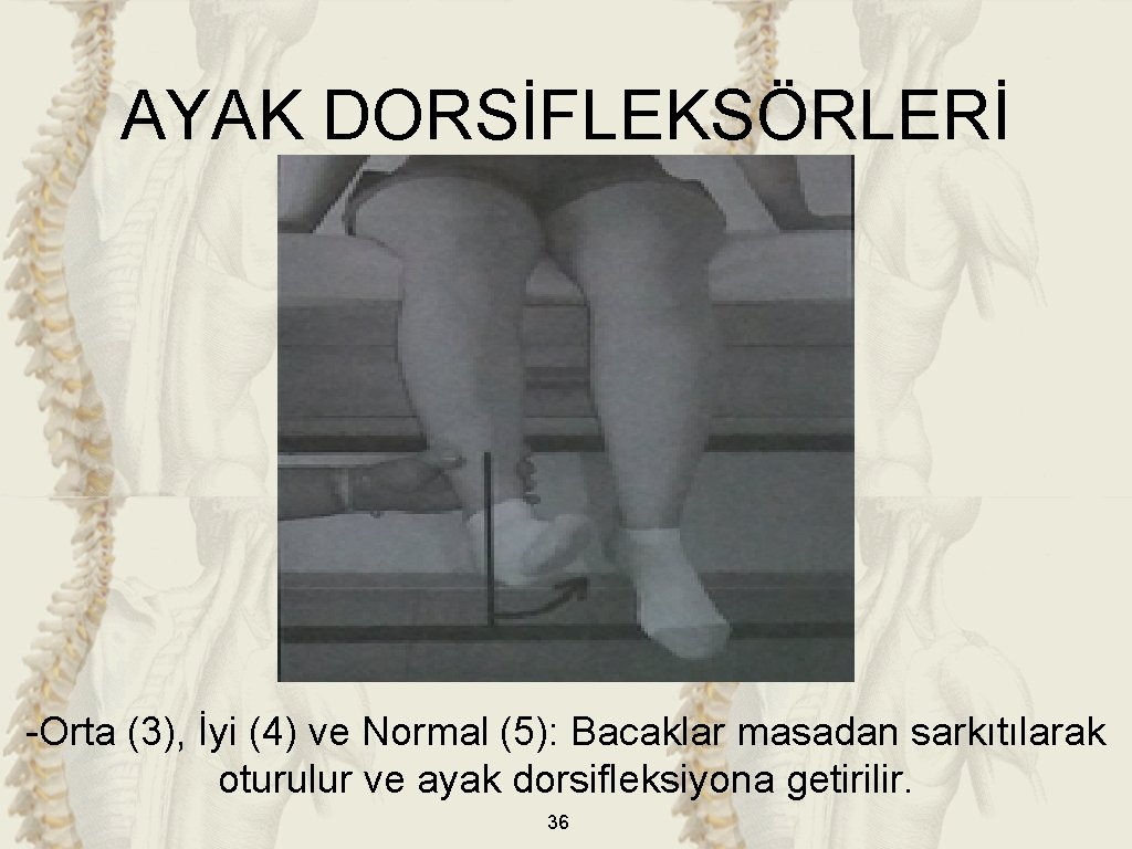 AYAK DORSİFLEKSÖRLERİ -Orta (3), İyi (4) ve Normal (5): Bacaklar masadan sarkıtılarak oturulur ve