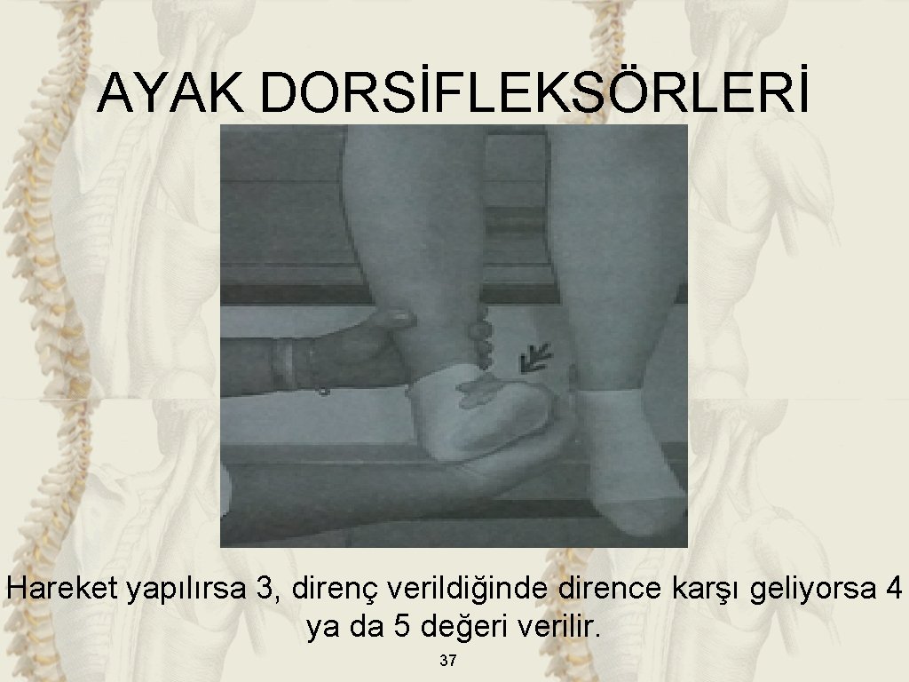 AYAK DORSİFLEKSÖRLERİ Hareket yapılırsa 3, direnç verildiğinde dirence karşı geliyorsa 4 ya da 5