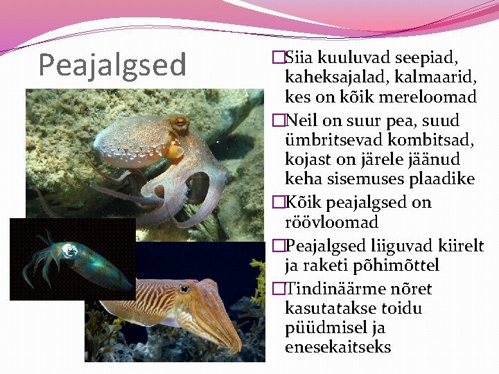 Peajalgsed �Siia kuuluvad seepiad, kaheksajalad, kalmaarid, kes on kõik mereloomad �Neil on suur pea,