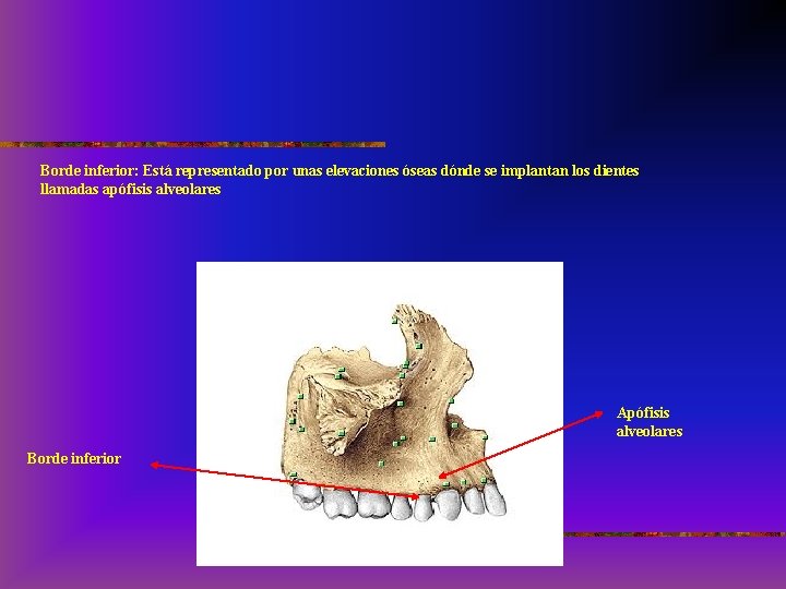 Borde inferior: Está representado por unas elevaciones óseas dónde se implantan los dientes llamadas