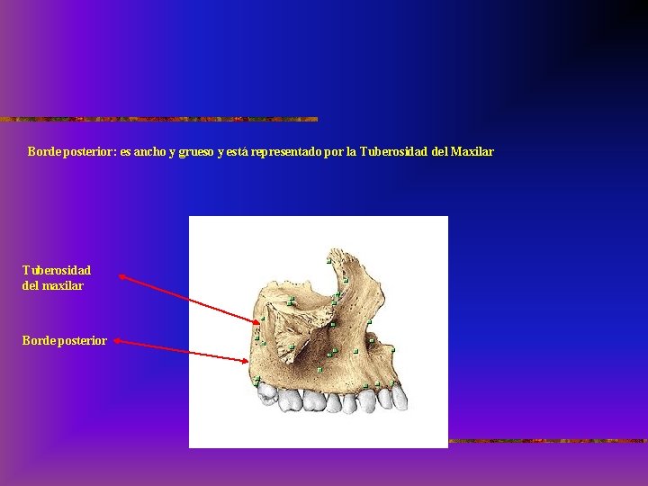 Borde posterior: es ancho y grueso y está representado por la Tuberosidad del Maxilar