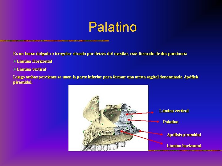 Palatino Es un hueso delgado e irregular situado por detrás del maxilar, está formado