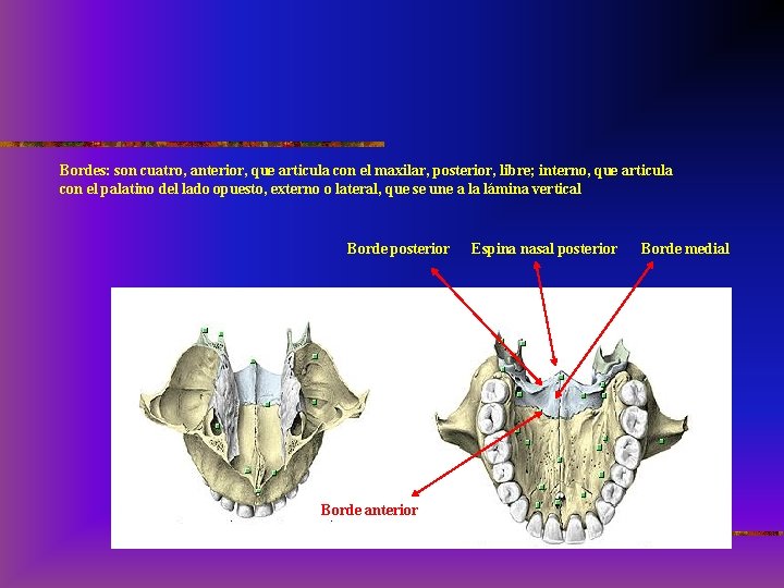 Bordes: son cuatro, anterior, que articula con el maxilar, posterior, libre; interno, que articula