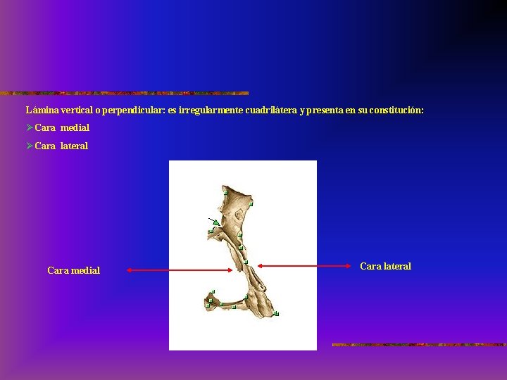 Lámina vertical o perpendicular: es irregularmente cuadrilátera y presenta en su constitución: ØCara medial