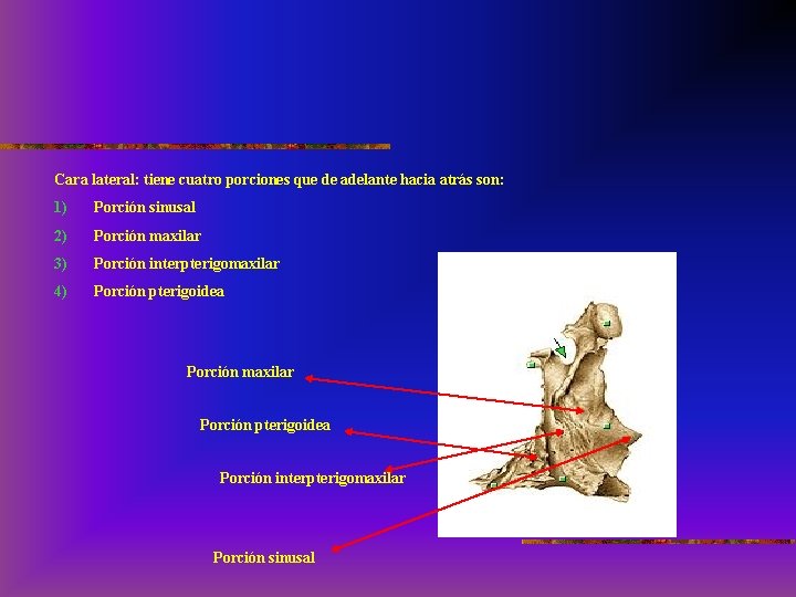 Cara lateral: tiene cuatro porciones que de adelante hacia atrás son: 1) Porción sinusal