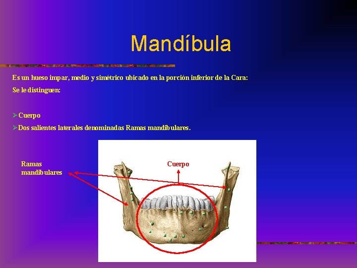 Mandíbula Es un hueso impar, medio y simétrico ubicado en la porción inferior de