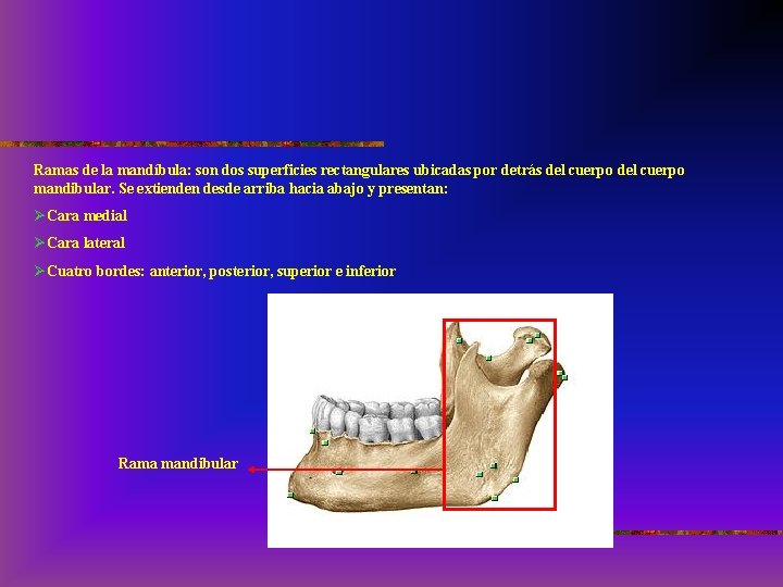 Ramas de la mandíbula: son dos superficies rectangulares ubicadas por detrás del cuerpo mandibular.