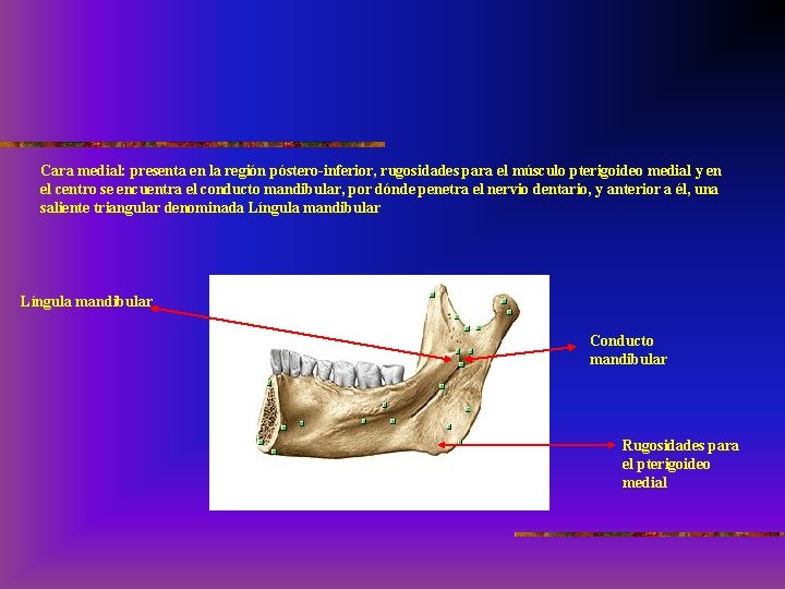 Cara medial: presenta en la región póstero-inferior, rugosidades para el músculo pterigoideo medial y