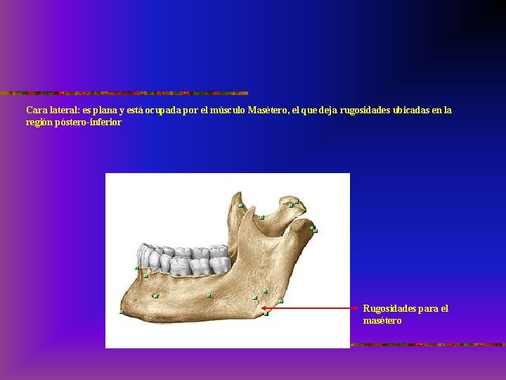 Cara lateral: es plana y está ocupada por el músculo Masétero, el que deja