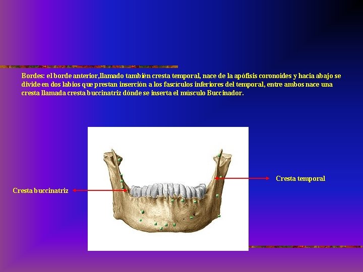 Bordes: el borde anterior, llamado también cresta temporal, nace de la apófisis coronoides y