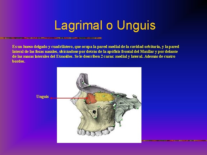 Lagrimal o Unguis Es un hueso delgado y cuadrilátero, que ocupa la pared medial
