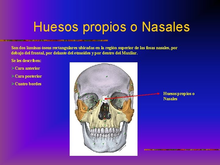 Huesos propios o Nasales Son dos láminas óseas rectangulares ubicadas en la región superior