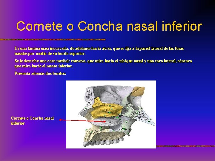 Cornete o Concha nasal inferior Es una lámina ósea incurvada, de adelante hacia atrás,