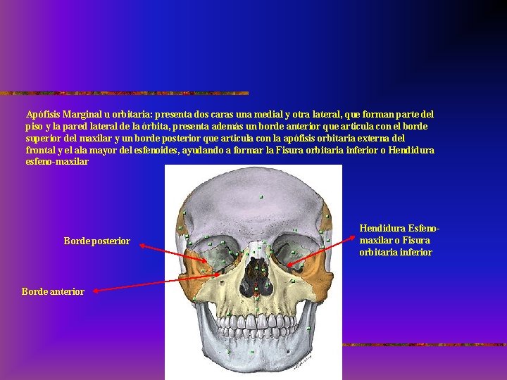 Apófisis Marginal u orbitaria: presenta dos caras una medial y otra lateral, que forman