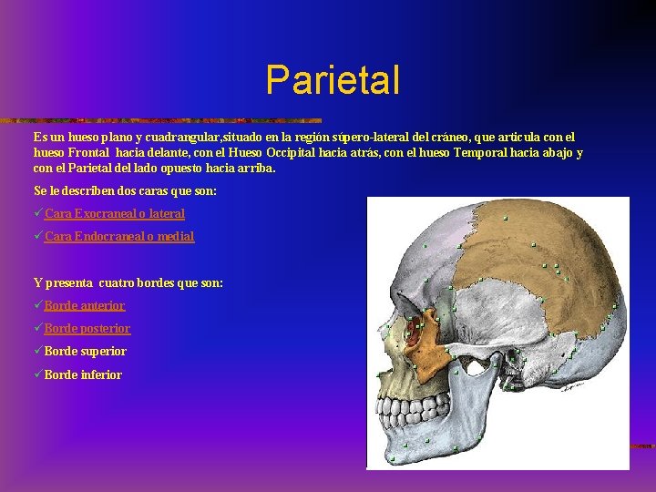 Parietal Es un hueso plano y cuadrangular, situado en la región súpero-lateral del cráneo,