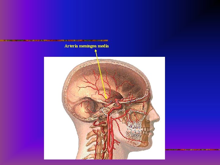 Arteria meníngea media 