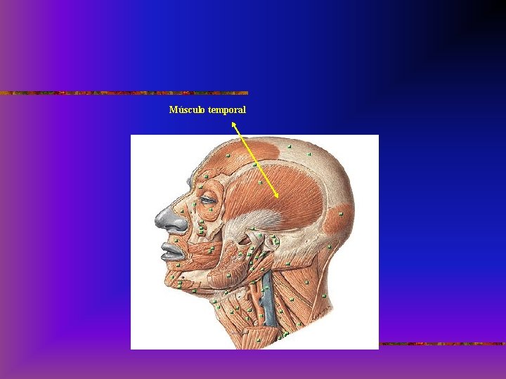 Músculo temporal 