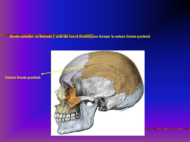 Borde anterior: es dentado y articula con el frontal para formar la sutura fronto-parietal