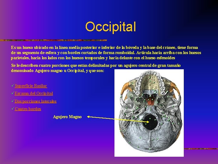 Occipital Es un hueso ubicado en la línea media posterior e inferior de la