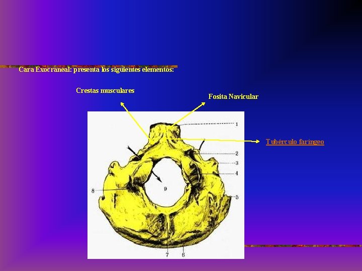 Cara Exocraneal: presenta los siguientes elementos: Crestas musculares Fosita Navicular Tubérculo faríngeo 