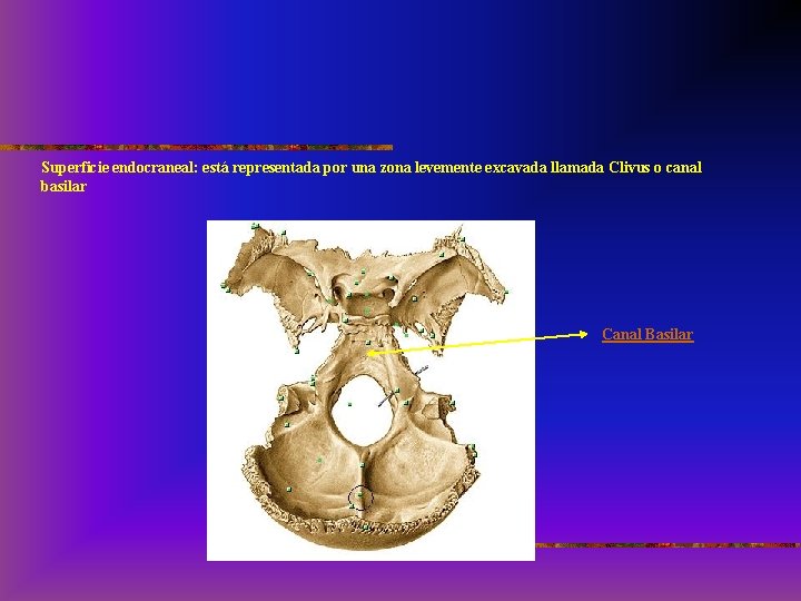 Superficie endocraneal: está representada por una zona levemente excavada llamada Clivus o canal basilar