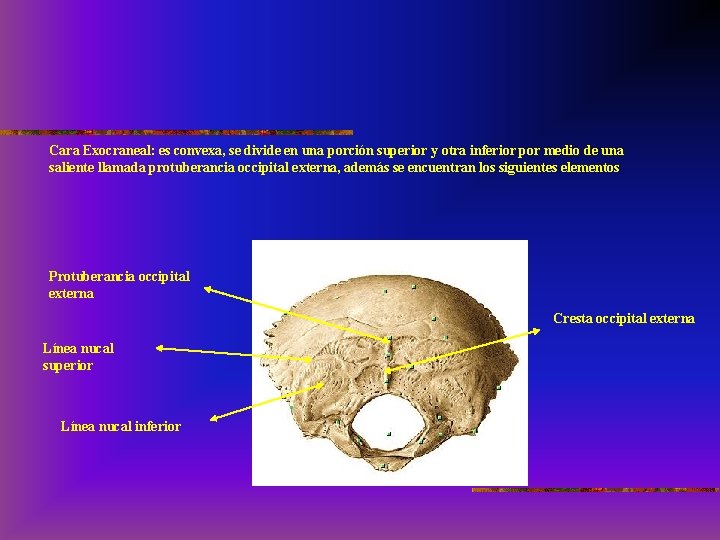 Cara Exocraneal: es convexa, se divide en una porción superior y otra inferior por