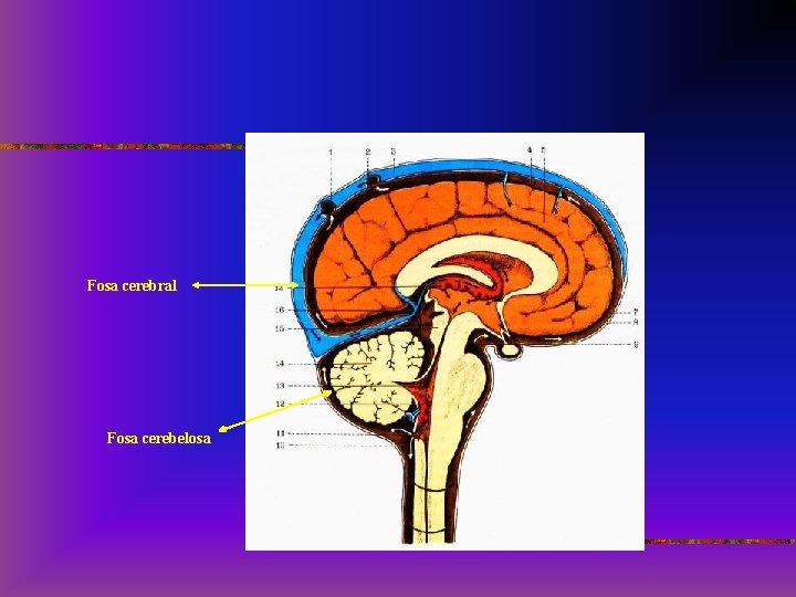 Fosa cerebral Fosa cerebelosa 