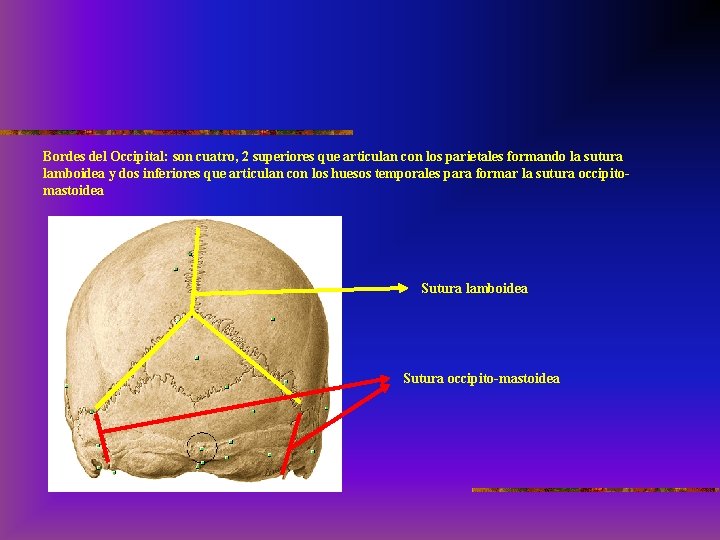 Bordes del Occipital: son cuatro, 2 superiores que articulan con los parietales formando la