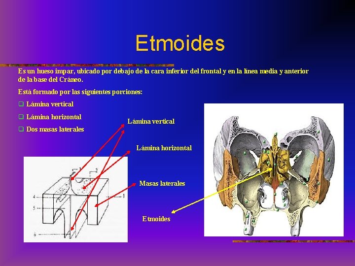 Etmoides Es un hueso impar, ubicado por debajo de la cara inferior del frontal