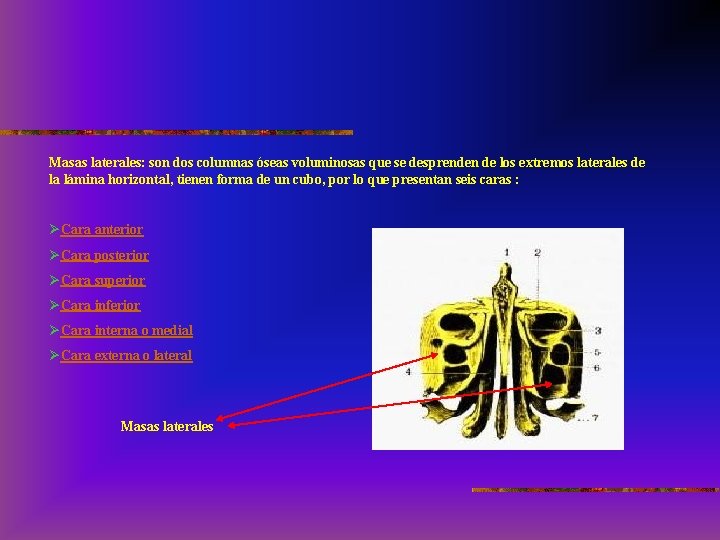 Masas laterales: son dos columnas óseas voluminosas que se desprenden de los extremos laterales