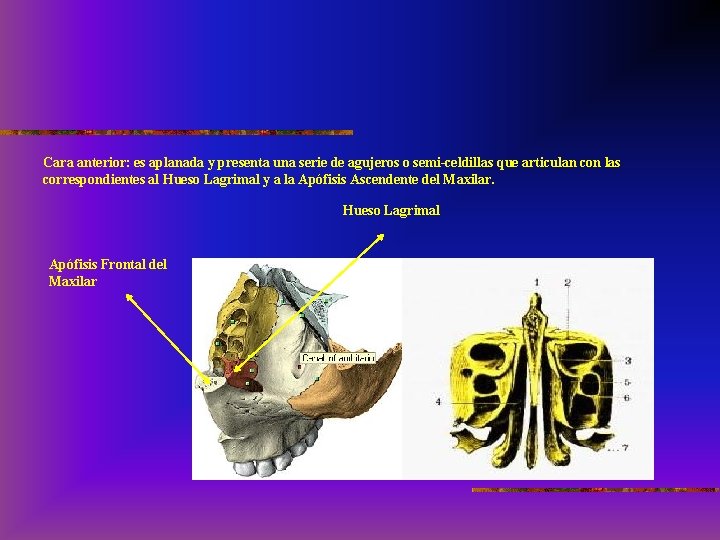 Cara anterior: es aplanada y presenta una serie de agujeros o semi-celdillas que articulan