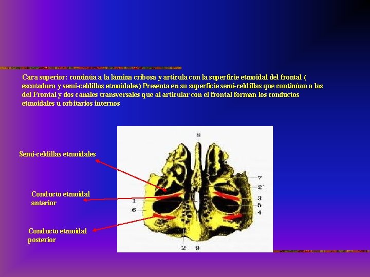 Cara superior: continúa a la lámina cribosa y articula con la superficie etmoidal del