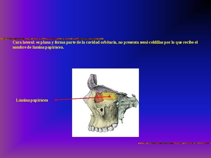 Cara lateral: es plana y forma parte de la cavidad orbitaria, no presenta semi-celdillas