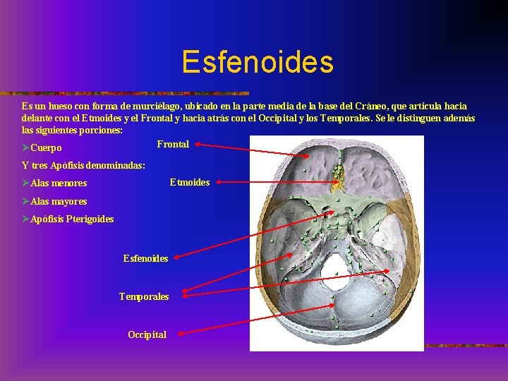 Esfenoides Es un hueso con forma de murciélago, ubicado en la parte media de